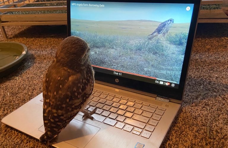 An Owl looking at screen