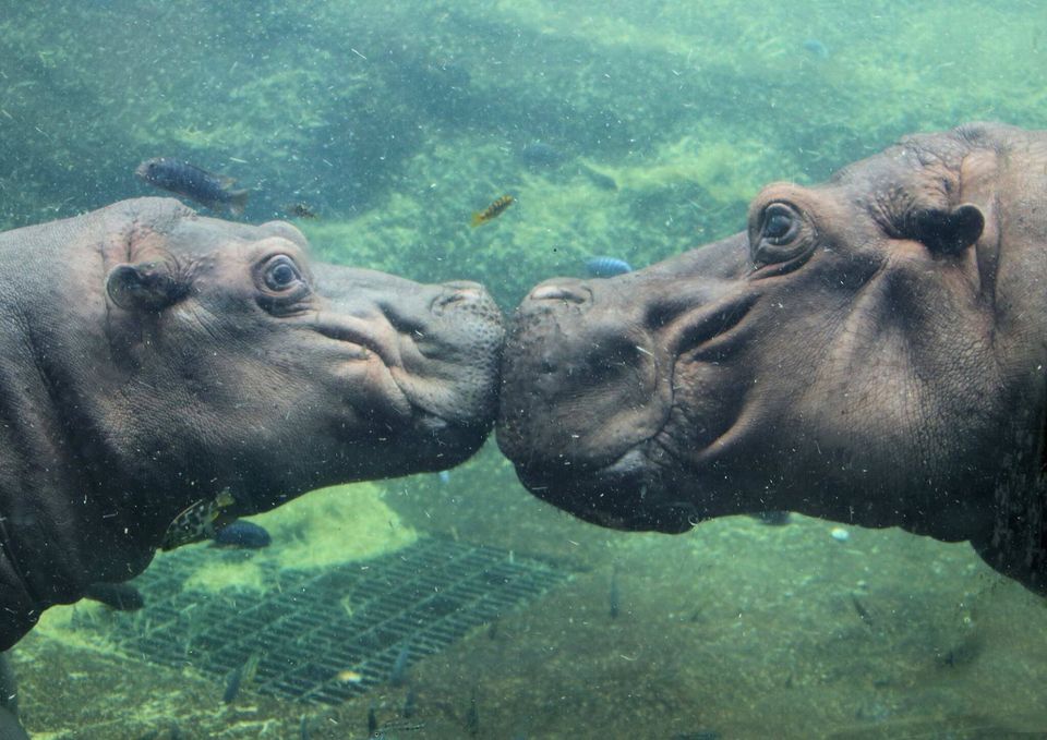 2 hippos in the pool