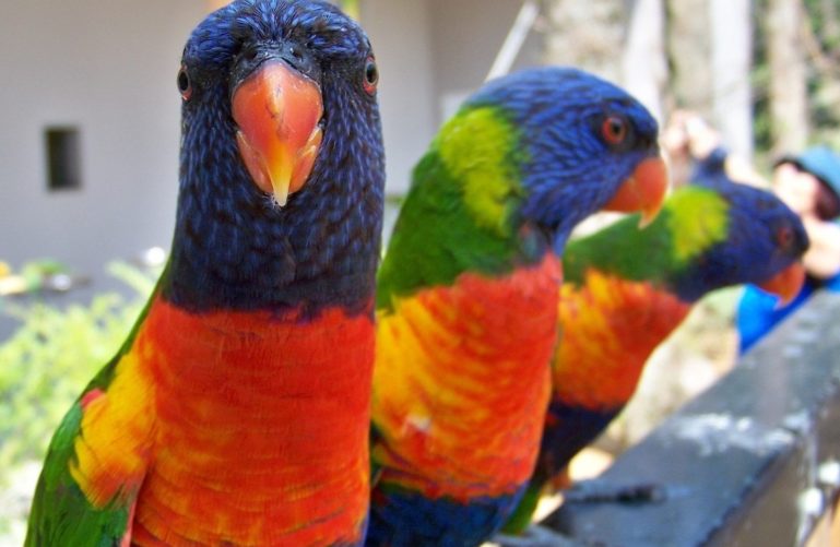 Parrots of the Jungle Island, Miami