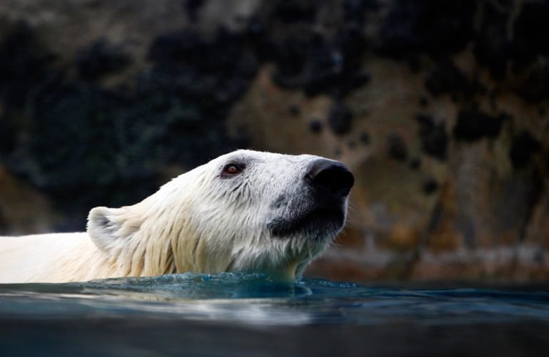 A swimming bear