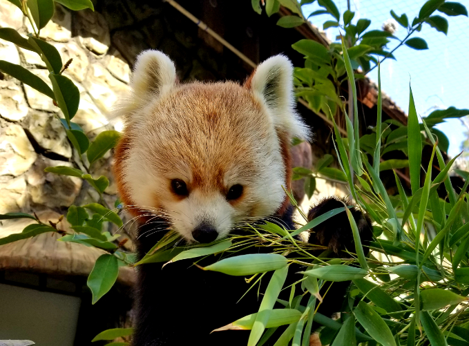 A red panda in Happy Hollow Park and Zoo in San Jose