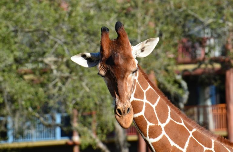 Giraffe at Disney’s Animal Kingdom, Orlando