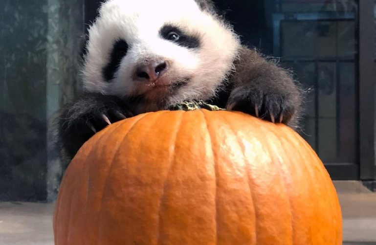 Cute panda with pumpkin at National Zoological Park, Washington DC
