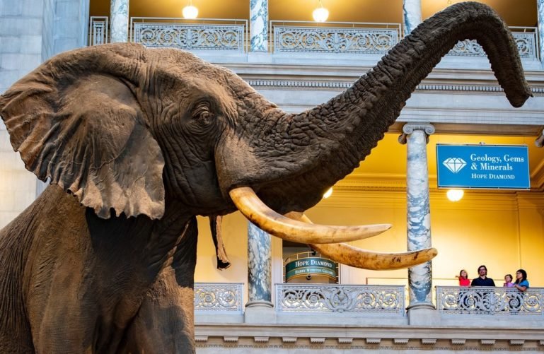 The stuffed elephant at the Smithsonian National Museum, Washington DC