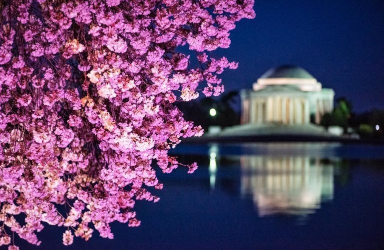 Tidal Basin: the blooming cherry tree, Washington DC 