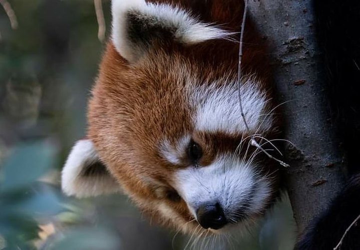 Red panda. Zoo Atlanta