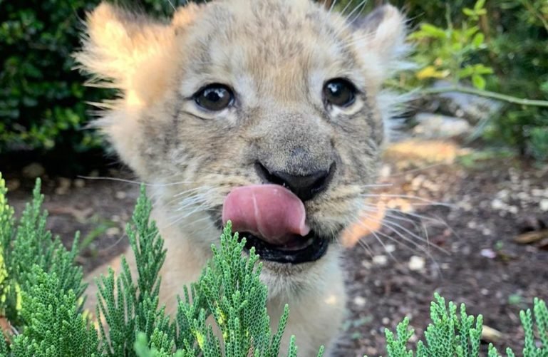 Cute lion cub at Zoological Wildlife Foundation, Miami