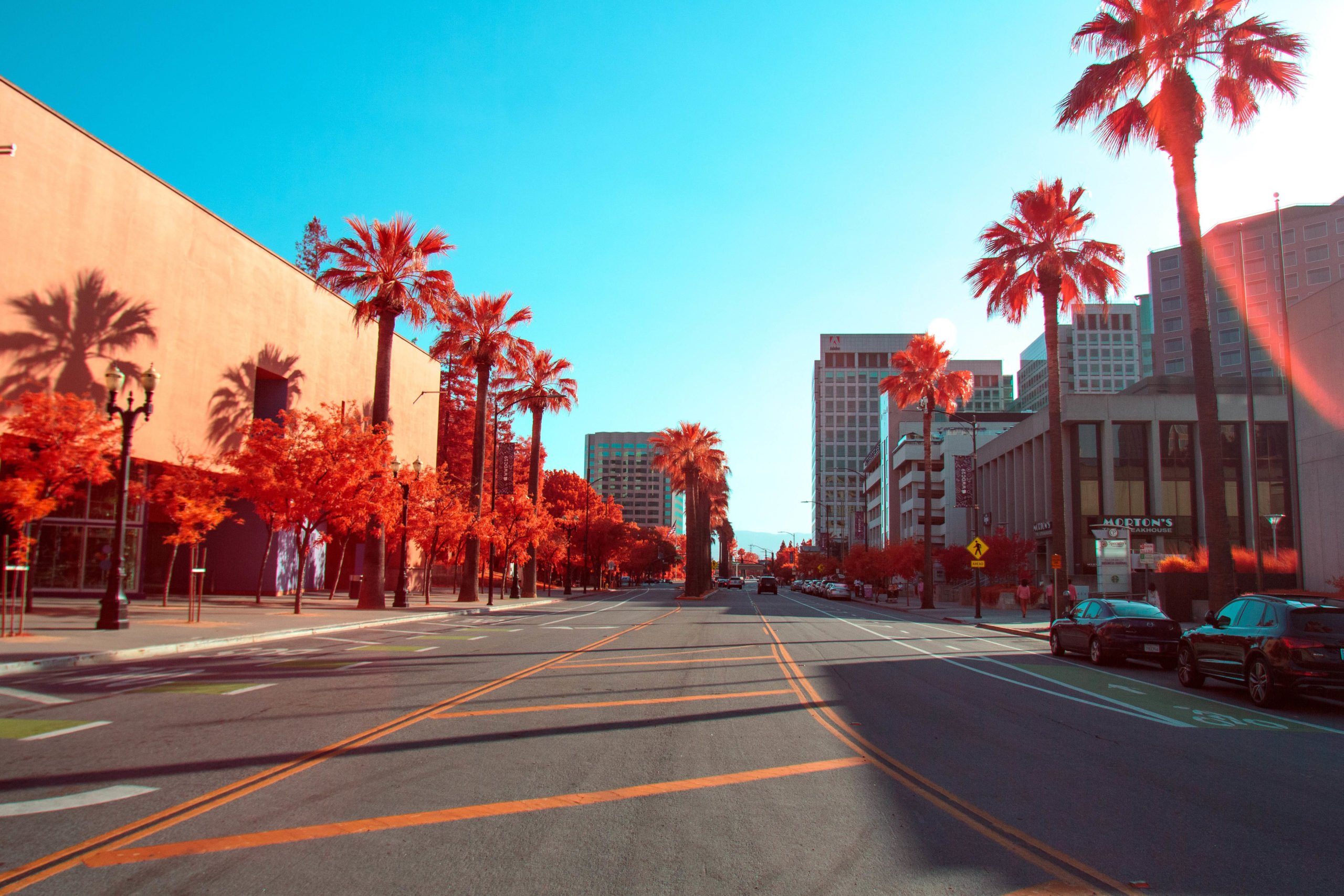road and palms in San Jose