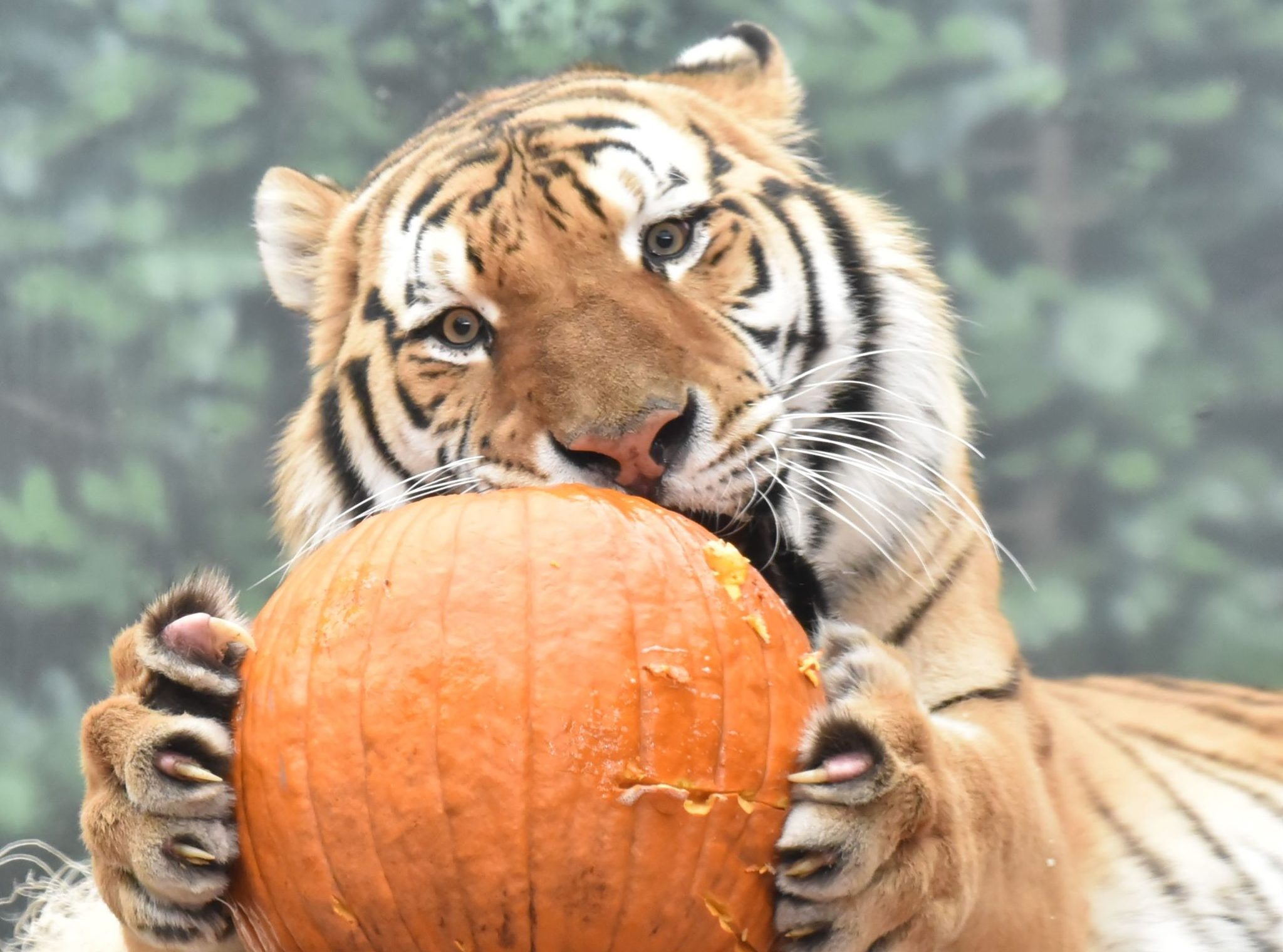 tiger eating pumpkin