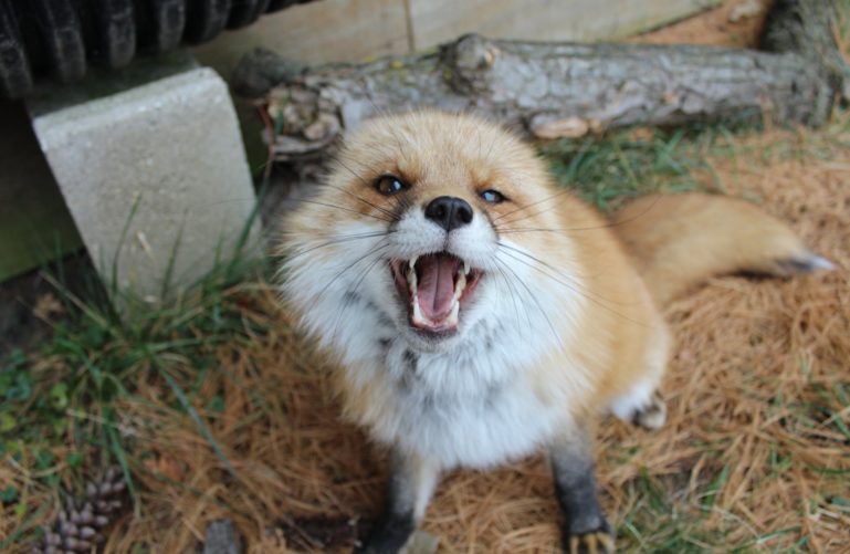 a fox