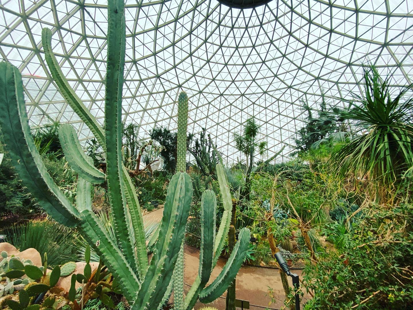 cacti under the Desert Dome