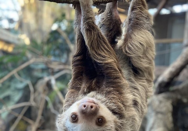 A sloth at the Lincoln Park Zoo, Chicago