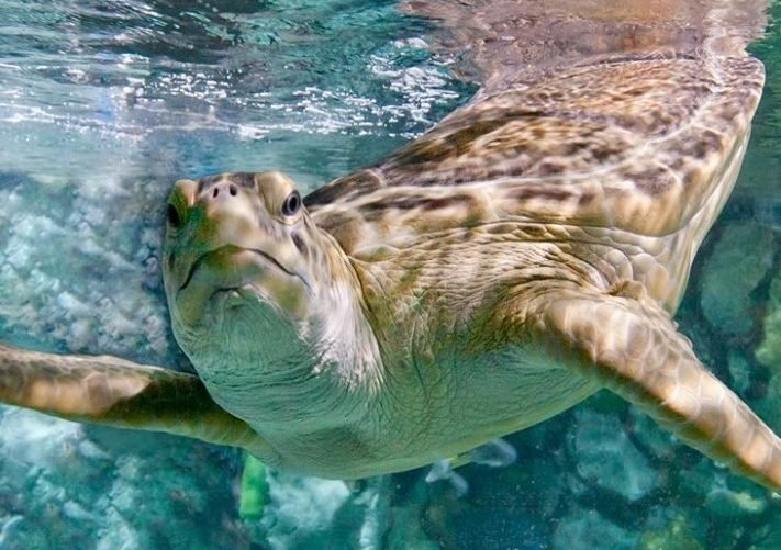 Turtle at the Shedd Aquarium, Chicago