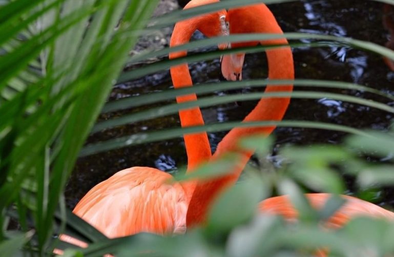 Flamingo at the National Aviary, Pittsburgh 