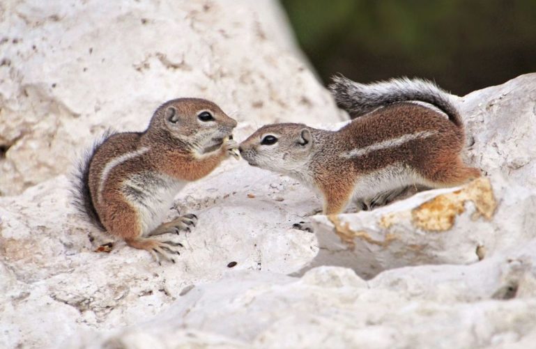 Squirrels at the Springs Preserve, Las Vegas