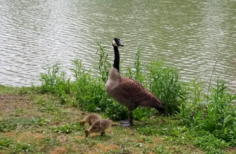 Ducks at the Garvin Park, Evansville