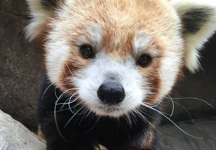 Cute red panda at the Philadelphia Zoo