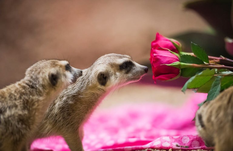 Animals smelling flower